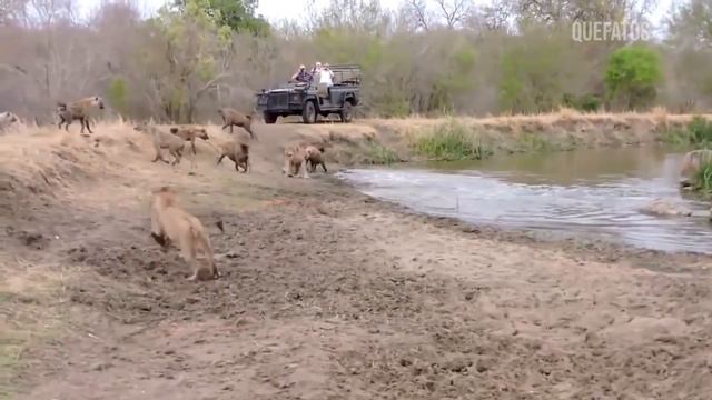 HIENAS CAÇANDO-HIENAS PEGAM LEÃO DE JEITO| ANIMAIS SELVAGENS|BATALHAS ENTRE LEÃO E HIENAS. смотреть онлайн