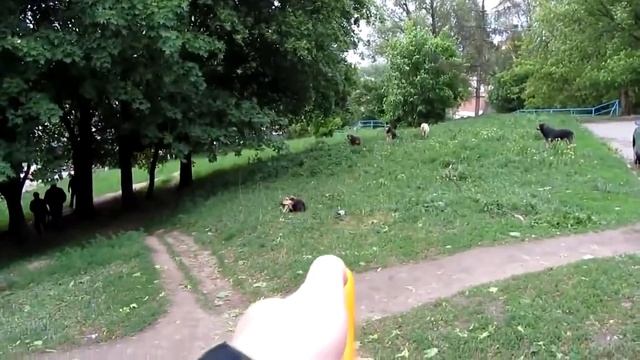 Ультразвуковой отпугиватель собак с функцией тренировки AD-100 смотреть онлайн
