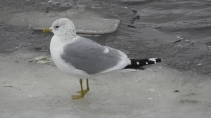 Сизая чайка, прилет птиц весной в Великий Новгород, 22.03.2023