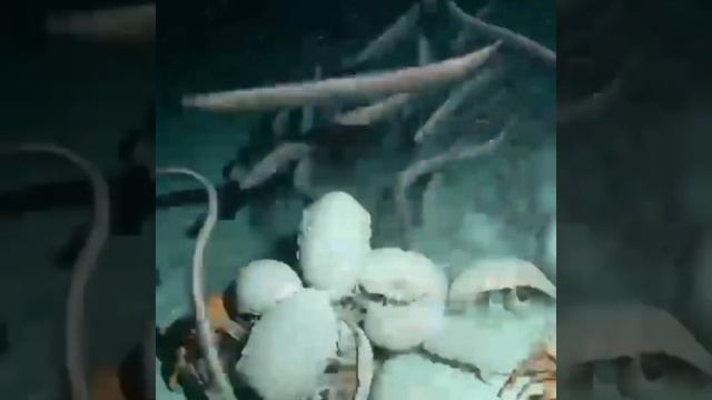 SWARM! I REPEAT, SWARM!