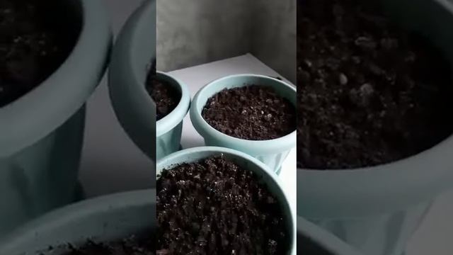 Кактус из семян смотреть онлайн