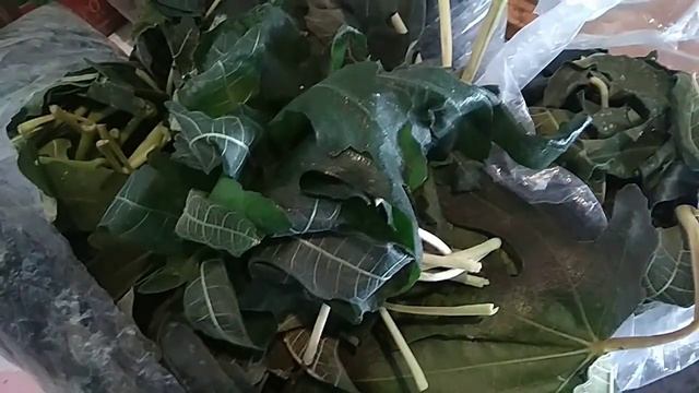 Ферментированный чай из листьев инжира. смотреть онлайн