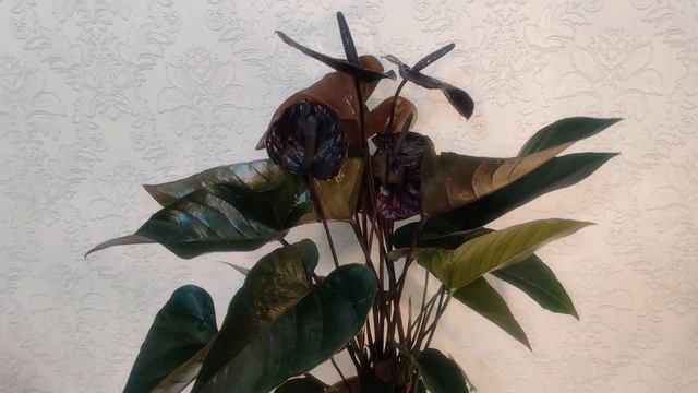 Anthurium Black Queen / Антуриум Блэк Квин 17/60 смотреть онлайн