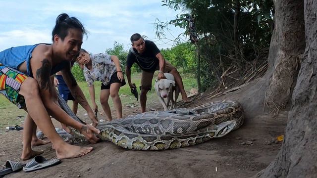 5 Brave Hunters And Pitbull Dog Confront With 2 Ferocious Giant Pythons To Rescue The Young Girl смотреть онлайн