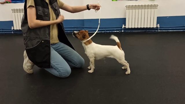 Жизнь студента кинолога. Курсы по хэндлингу. Учусь выставлять собак. смотреть онлайн