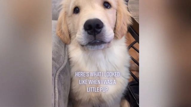 ❣️TOP Funniest and Cutest animals Baby Pretty Animals| Милые щенки и собачки милые животные 2 смотреть онлайн
