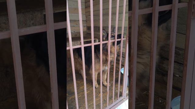 Звёздные собаки в добрые руки смотреть онлайн