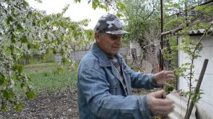 ЛИМОННИК КИТАЙСКИЙ: как посадить и как ухаживать. Осторожность при употреблении