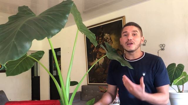 Alocasia Odora, Oreja de elefante, ☘️🐘cuidados 📚una planta de hojas grandes fácil de cuidar.💪☘️ смотреть онлайн