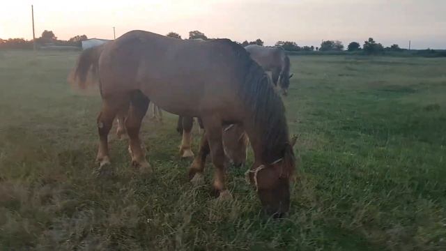Продаются жеребцы-тяжеловозы смотреть онлайн