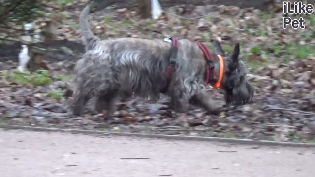 Почему стоит часто гулять с собакой? смотреть онлайн