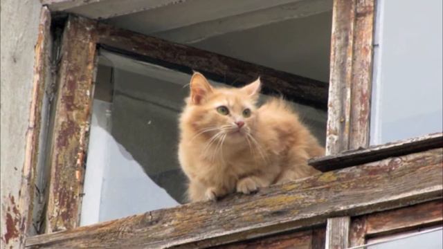 На улице Гераневой смотреть онлайн