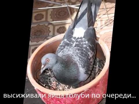 Taielle - Dove L'amore: Появление на свет голубят: Балеринки и Моцарта смотреть онлайн