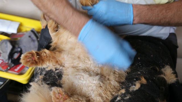 Feline Features' Featured Felines 2015 смотреть онлайн