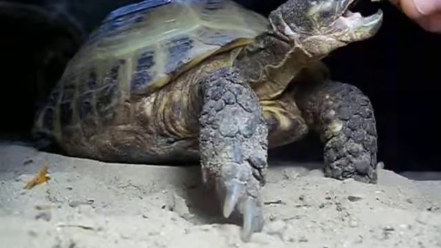 Моя черепаха, зовут Мужик. смотреть онлайн