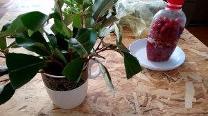 Лох многоцветковый или гуми. Размножение