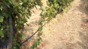 Сбор винограда для вина. Италия