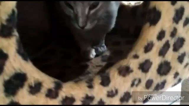 Федерация кошек впервые в г.Набережные Челны ТЦ Ситимолл смотреть онлайн