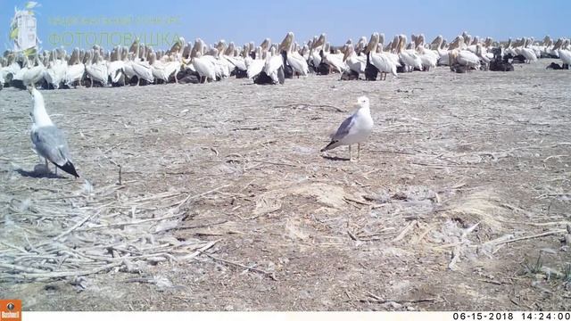 ID3465/Заповедник Черные земли/Чайка-хохотунья и яйцо пеликана смотреть онлайн