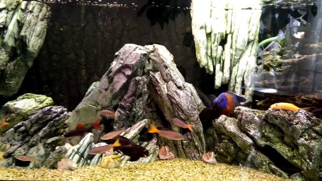 JUWEL RIO 400 + DEKSI + Tanganyika + Malawi + AquaEl Unimax 700 смотреть онлайн