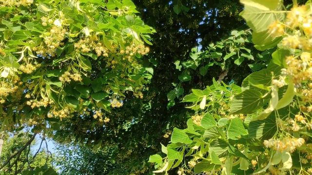 Цветение липы. 14.06.2022. смотреть онлайн