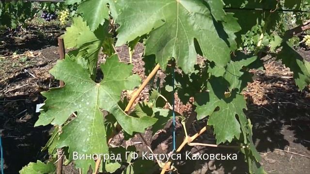 Виноград ГФ Катруся Каховська смотреть онлайн
