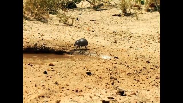 Minuscule - The Dung Beetle Battle смотреть онлайн