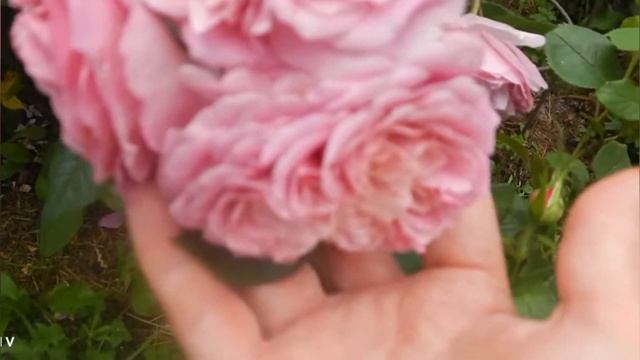 Роза ФРАНЦУЗСКОЕ ПЛАТЬЕ- Robe Français? смотреть онлайн