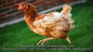 Почему куры не несутся осенью — основные причины падения яйценоскости