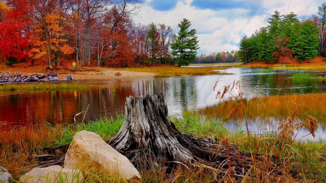 Журчание реки, очищающее разум и тело, щебетание маленьких птиц ✦ Успокаивающие Звуки ✦ Relax Sleep смотреть онлайн
