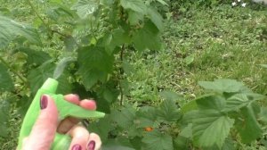 спасаем черную смородину от вредителей