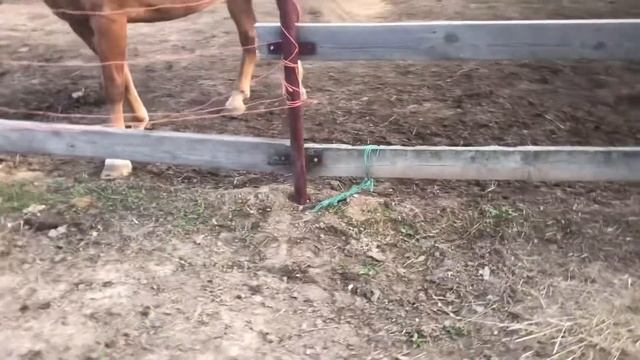 Жизнь с конями на даче. Монтаж левады. Часть 1-ая смотреть онлайн