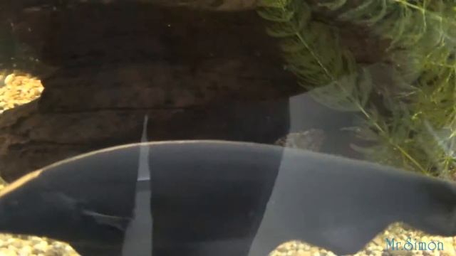 Glossolepis Incisus & Boeseman's Rainbowfish