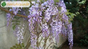 Цветок глициния – посадка и уход; выращивание глицинии из семян; как вырастить глицинию