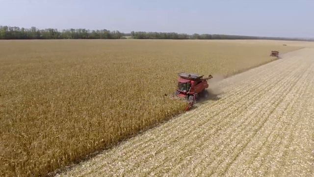 Уборка кукурузы зерноуборочным комбайном CASE IH 40 серии смотреть онлайн