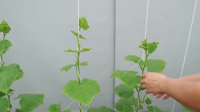 Try growing cucumbers with soybean residue, the results are unexpected смотреть онлайн