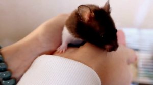 🐹Покупка ХОМЯКА /Новый питомец и его ПЕРВЫЙ ДЕНЬ Дома🤍