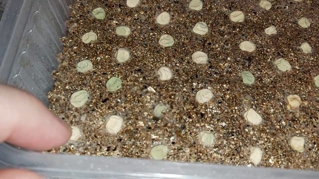 Горох на рассаду. Подробно смотреть онлайн