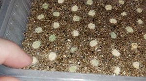 Горох на рассаду. Подробно