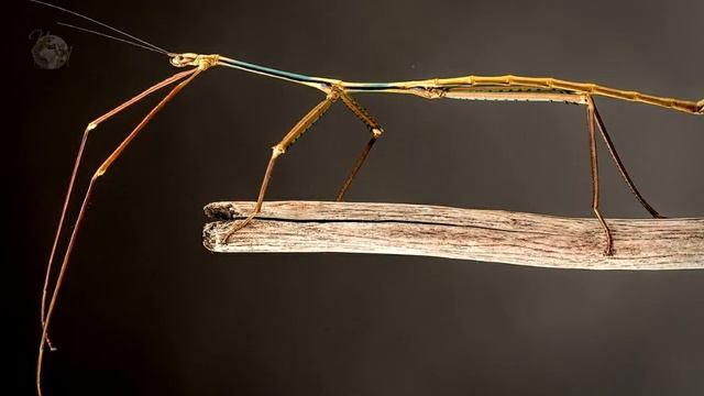 Самые большие насекомые в мире. АЗИАТСКИЙ ШЕРШЕНЬ. ЖУК ГОЛИАФ. ПАЛОЧНИК. Опасные насекомые смотреть онлайн