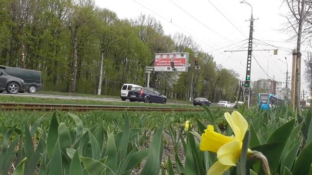 FHD. Весна. Цветы нарциссы и новый трамвай KT4UA "VinWay" №223 возле Лесопарка. Эпизод 66 смотреть онлайн