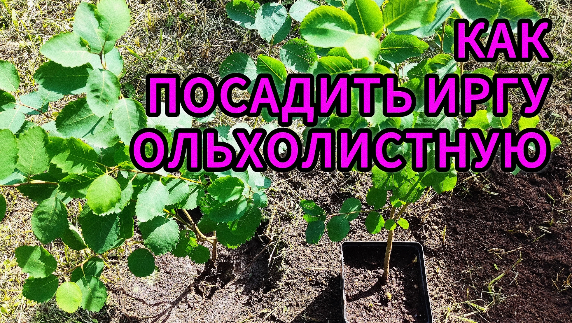 🌳 Забудьте про Голубику! Эта ягода Вкуснее и Проще в уходе!🔥 Суперфуд с вашего участка: Ирга! смотреть онлайн