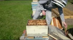 Постановка второго корпуса. 2-я сезонная работа. Многокорпусный улей.