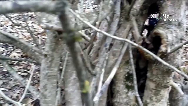 Странное существо в российском лесу смотреть онлайн