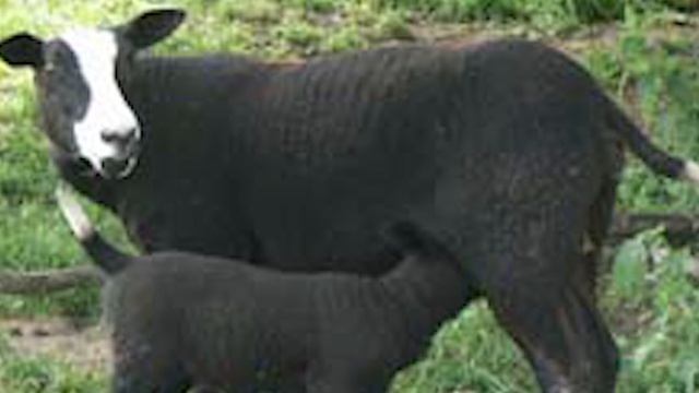 Zwartbles Sheep | Striking Robust Adaptable смотреть онлайн