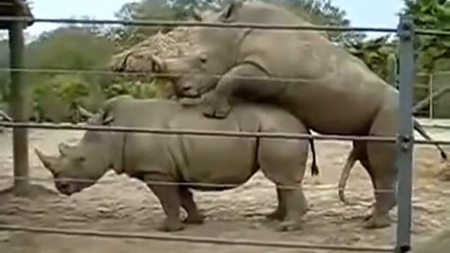 Носороги занимаются любовью смотреть онлайн