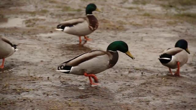 Canon EOS 550D, тест видеорежима / Canon EOS 550D video test смотреть онлайн