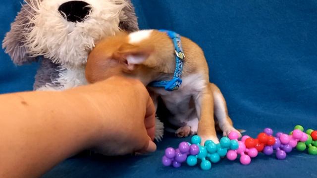 И нам остаётся всего неделя (( Рыжий красавчик Симба . смотреть онлайн