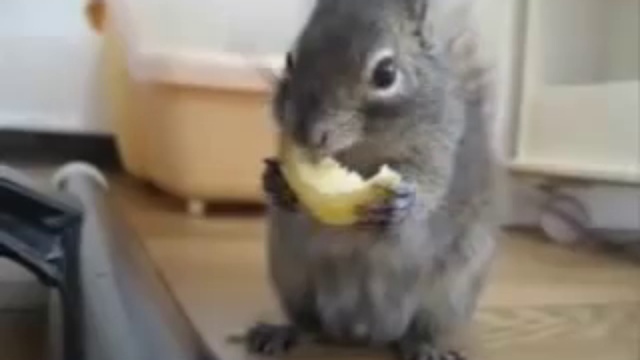 Белочка кушает лимон!!!))) смотреть онлайн