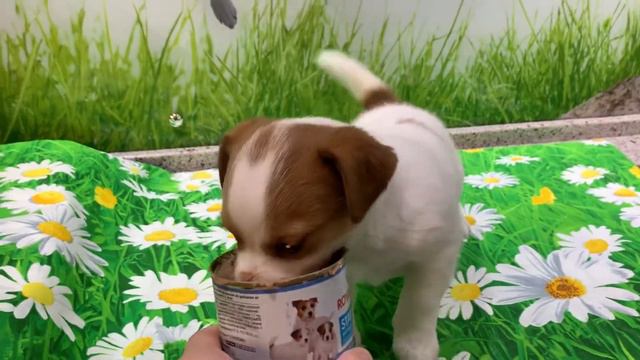 Щенок Джек Рассел терьера - девочка Жанетта смотреть онлайн